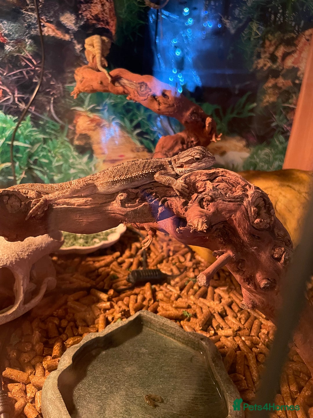 Bearded Dragon reptiles for sale: 5 baby bearded dragons for sale  - Image 8