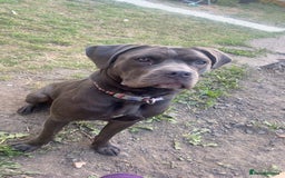 Cane Corso dogs for sale: Female 9 month old cane corso - Image 4