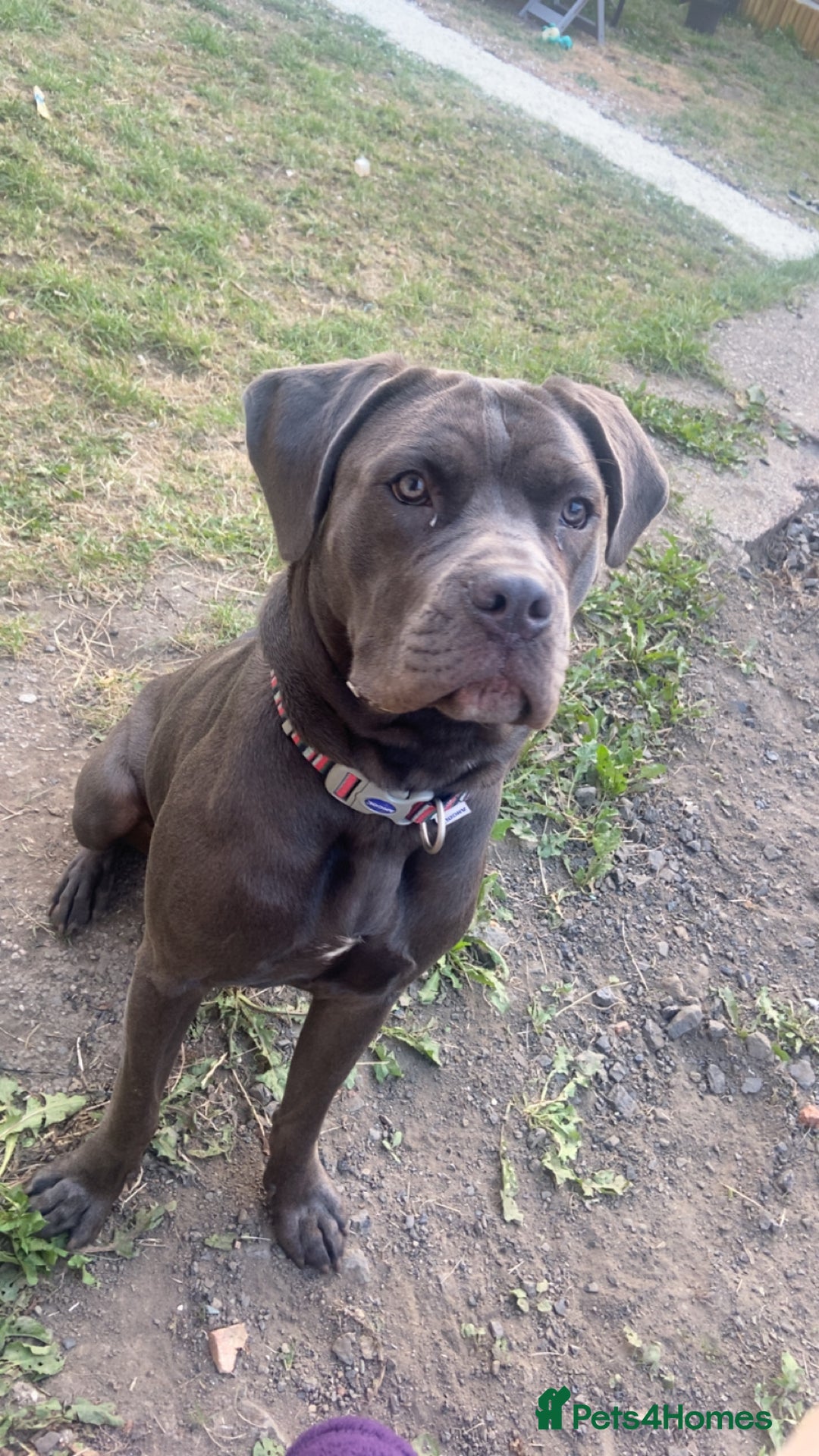 Cane Corso dogs for sale: Female 9 month old cane corso - Image 4