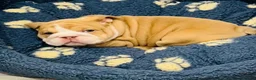 English Bulldog dogs for sale: Adoreable English bulldogs in Torquay - Advert 4