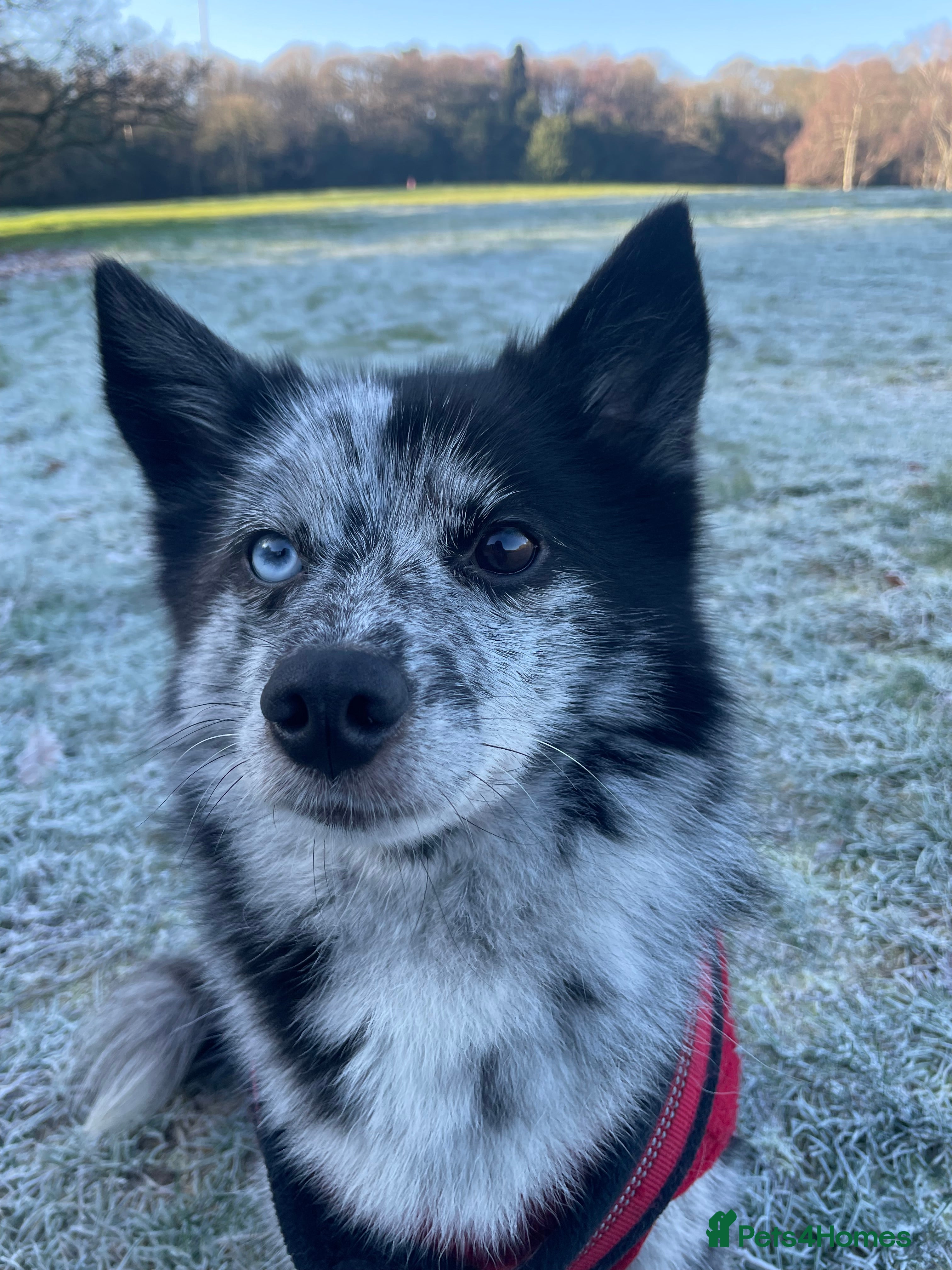 Pomsky dogs Urgent rehoming needed  - Advert 5