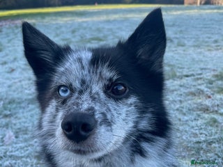 Pomsky dogs Urgent rehoming needed - Advert 18