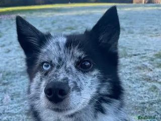 Pomsky dogs Urgent rehoming needed - Advert 15