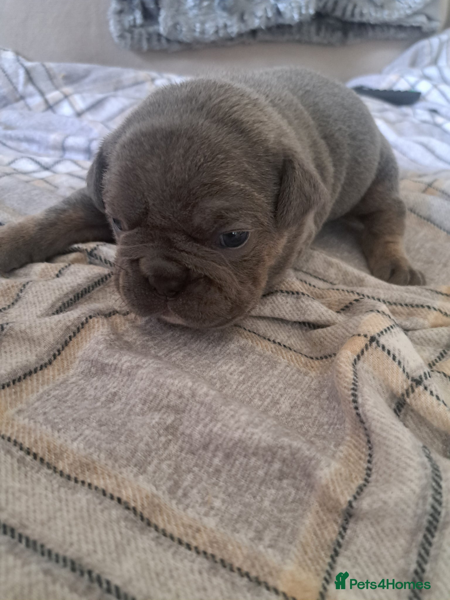 Mixed Breed dogs Puppies - Advert 11