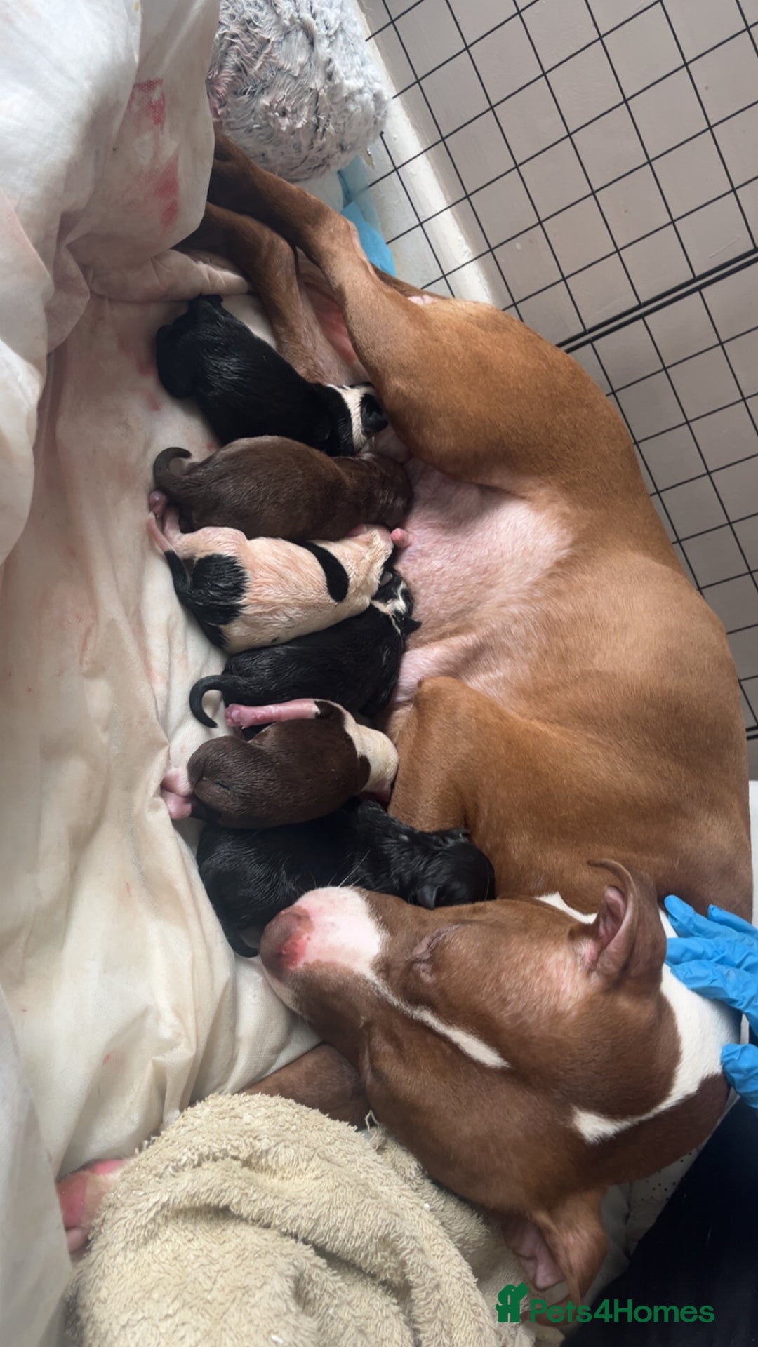 Staffordshire Bull Terrier dogs for sale: PUPPIES READY TO LEAVE NOW  - Image 4