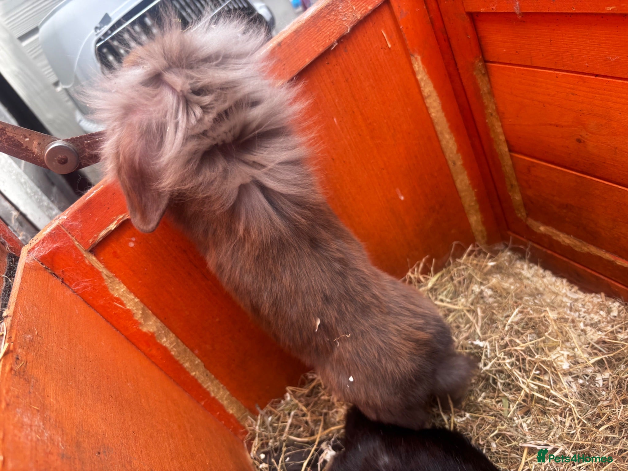 Mini Lion Lop rabbits 2 Beautiful Mini Lionhead Lops - Advert 2
