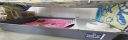 Guinea Pig rodents for sale: Guinea pig long hair for rehoming - Advert 3