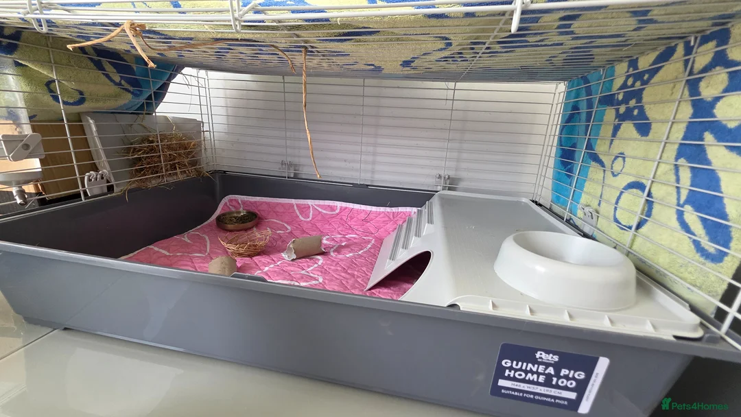 Guinea Pig rodents for sale: Guinea pig long hair for rehoming - Advert 3