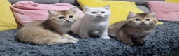 British Shorthair cats for sale: British shorthair pedigree kittens - Advert 11