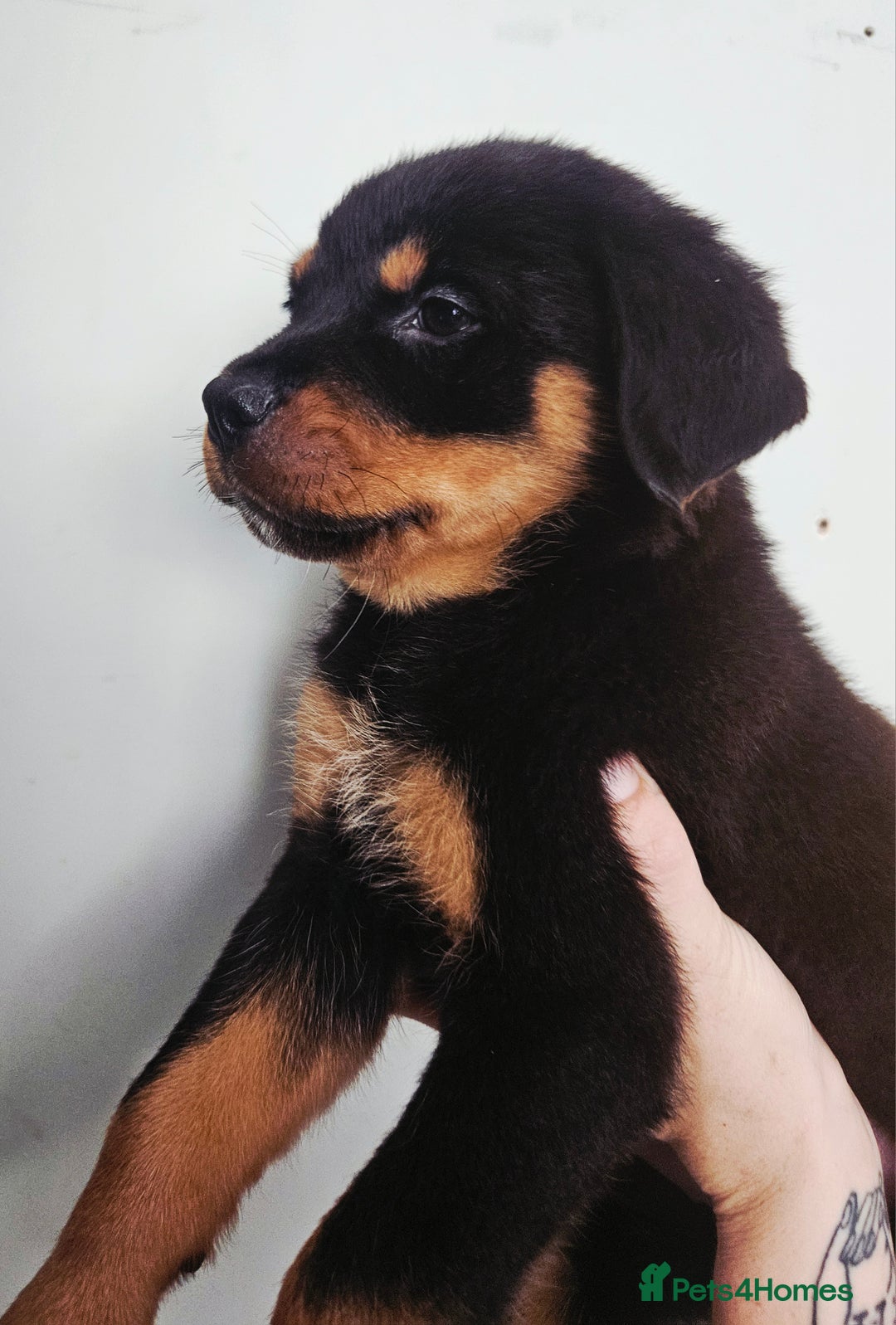 Rottweiler dogs for sale: READY NOW- Beautiful Rottweiler Puppies - Image 3