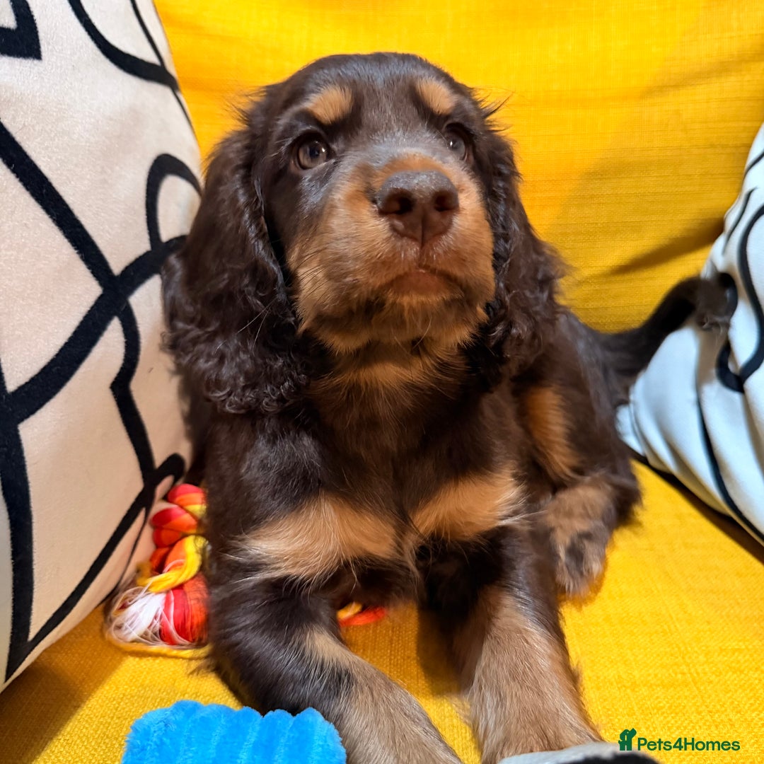 Cocker Spaniel dogs for sale: 7 Stunning Cocker Spaniel Puppies - Advert 10