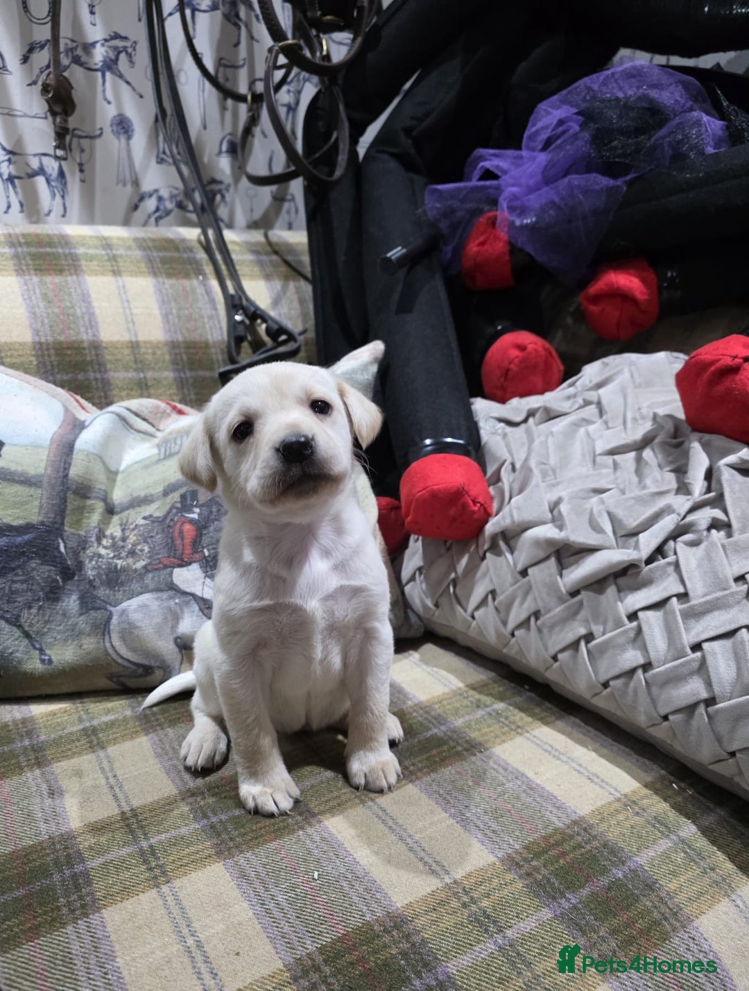 Labrador Retriever dogs for sale: Labrador puppies gold and black boys and girls  - Advert 6