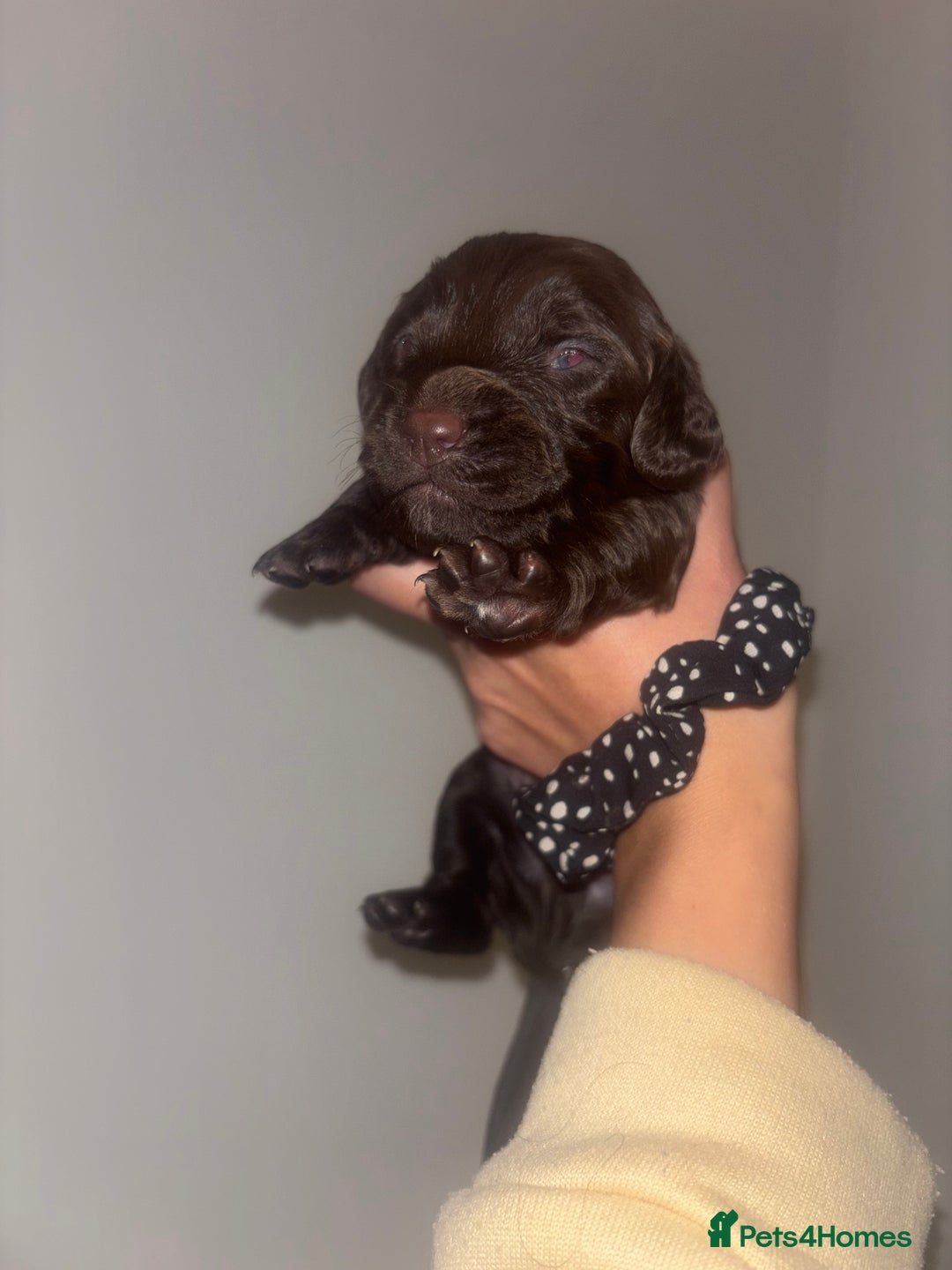 Cockapoo dogs for sale: Cockapoos puppies for sale *ready 19th feb* - Advert 2