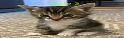 Mixed Breed cats for sale: Beautiful Kittens ready for their forever Homes - Advert 4