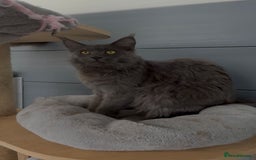 Maine Coon cats for sale: Blue female maine coon  - Image 4