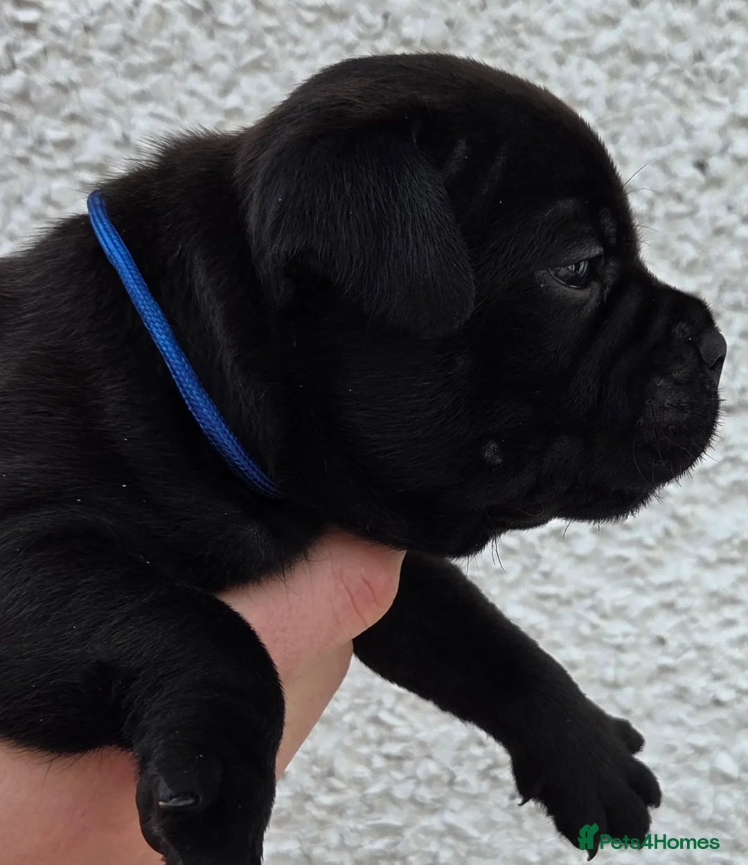 Staffordshire Bull Terrier dogs for sale: Outstanding Black Male Staffordshire Bull Terrier - Advert 1