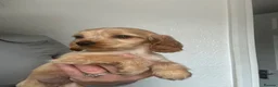 Cocker Spaniel dogs for sale: Adorable show cocker spaniel  - Advert 15
