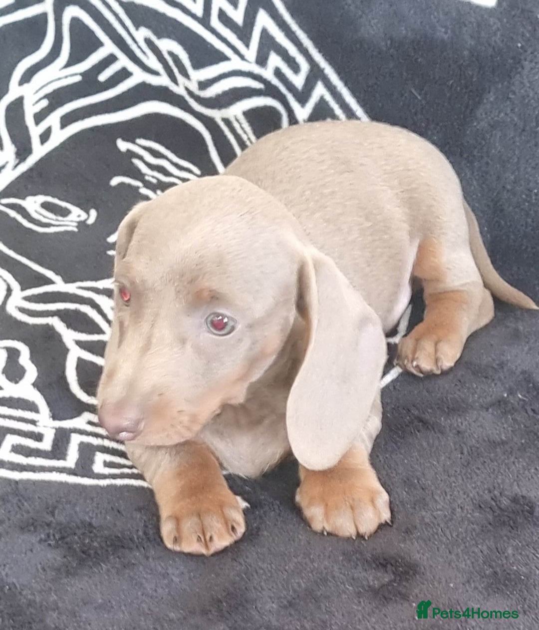 Dachshund dogs for sale: Gorgeous Mini Dachshund puppy's  - Image 15