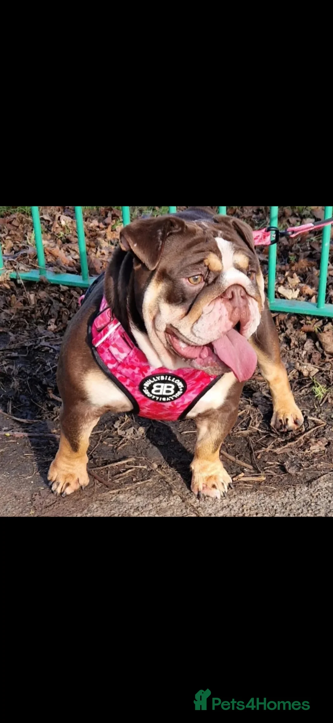 English Bulldog dogs for sale: 2 year old Female English Bulldog - Advert 2