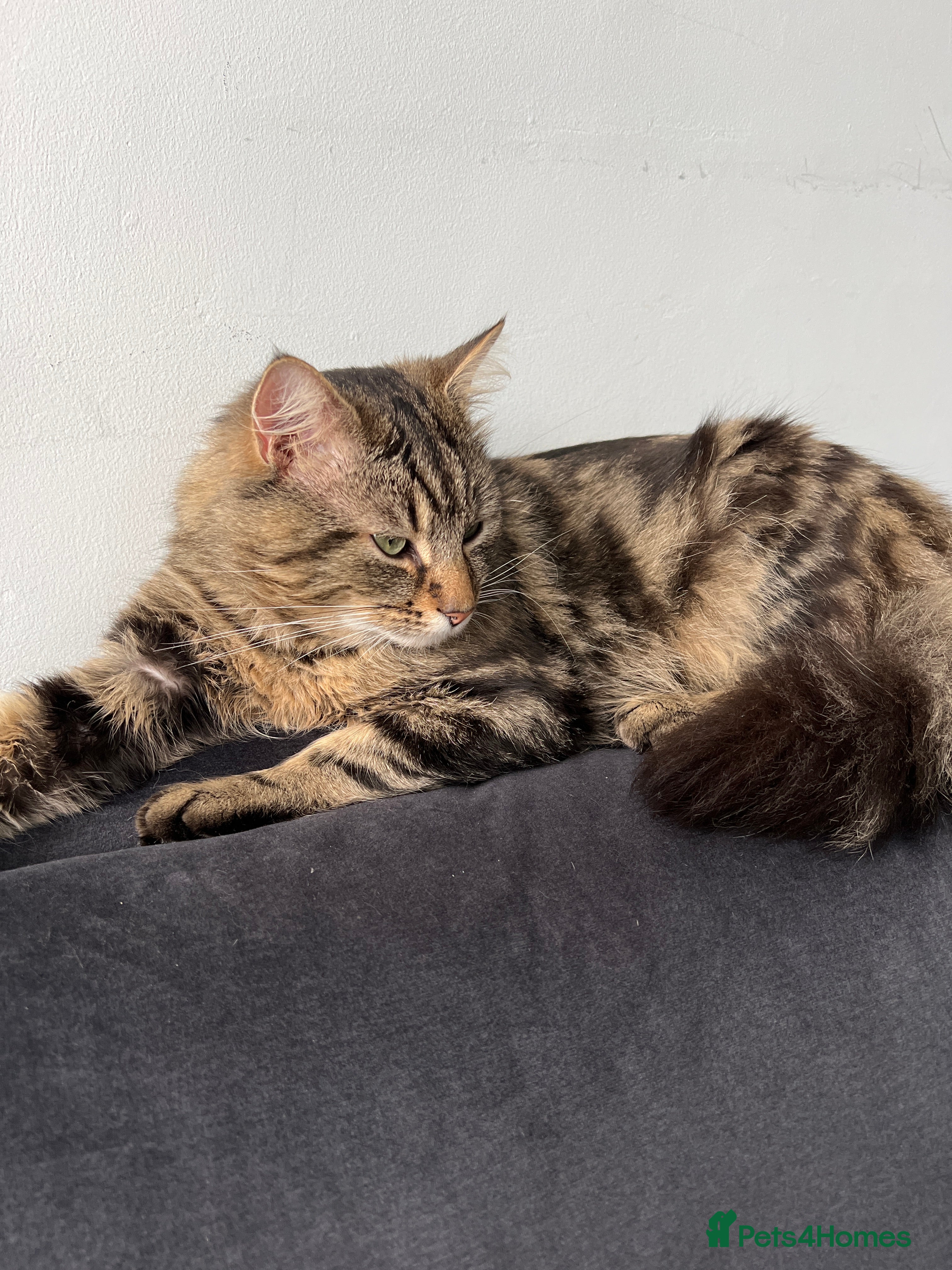 Mixed Breed cats Maine Coon Mix Male Available for Stud  in Newcastle upon Tyne - Advert 2