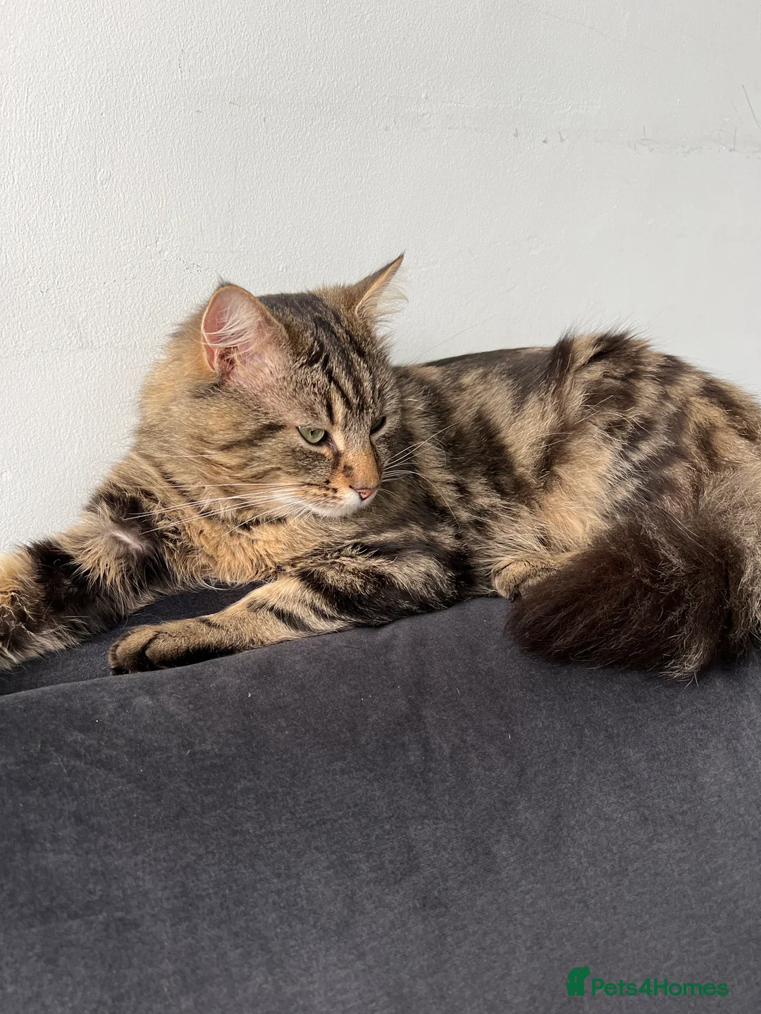 Mixed Breed cats for stud: Maine Coon Mix Male Available for Stud  in Newcastle upon Tyne - Advert 1