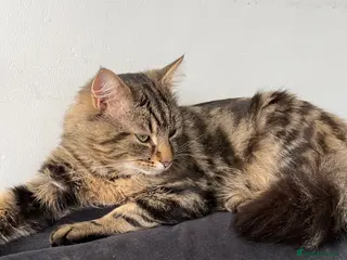 Mixed Breed cats Maine Coon Mix Male Available for Stud in Newcastle upon Tyne - Advert 2