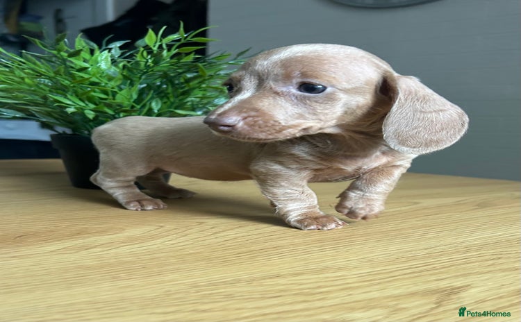 Miniature Dachshund dogs - Advert 3