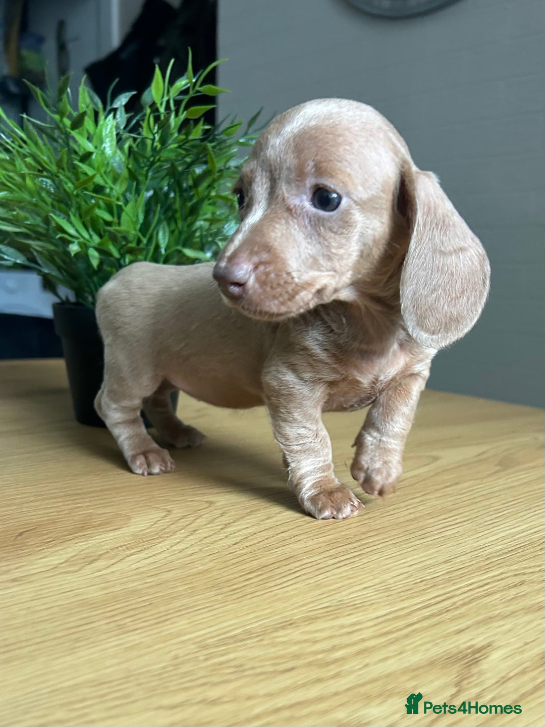 Miniature Dachshund dogs for sale: Perfecf kc true miniature dachshunds - Image 2