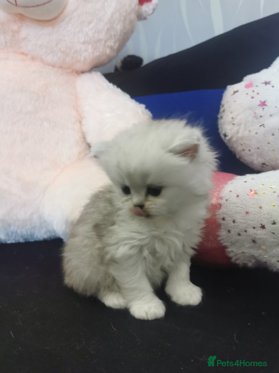 Scottish Fold cats for sale: Scottish Fold/Straight Kittens  - Image 34