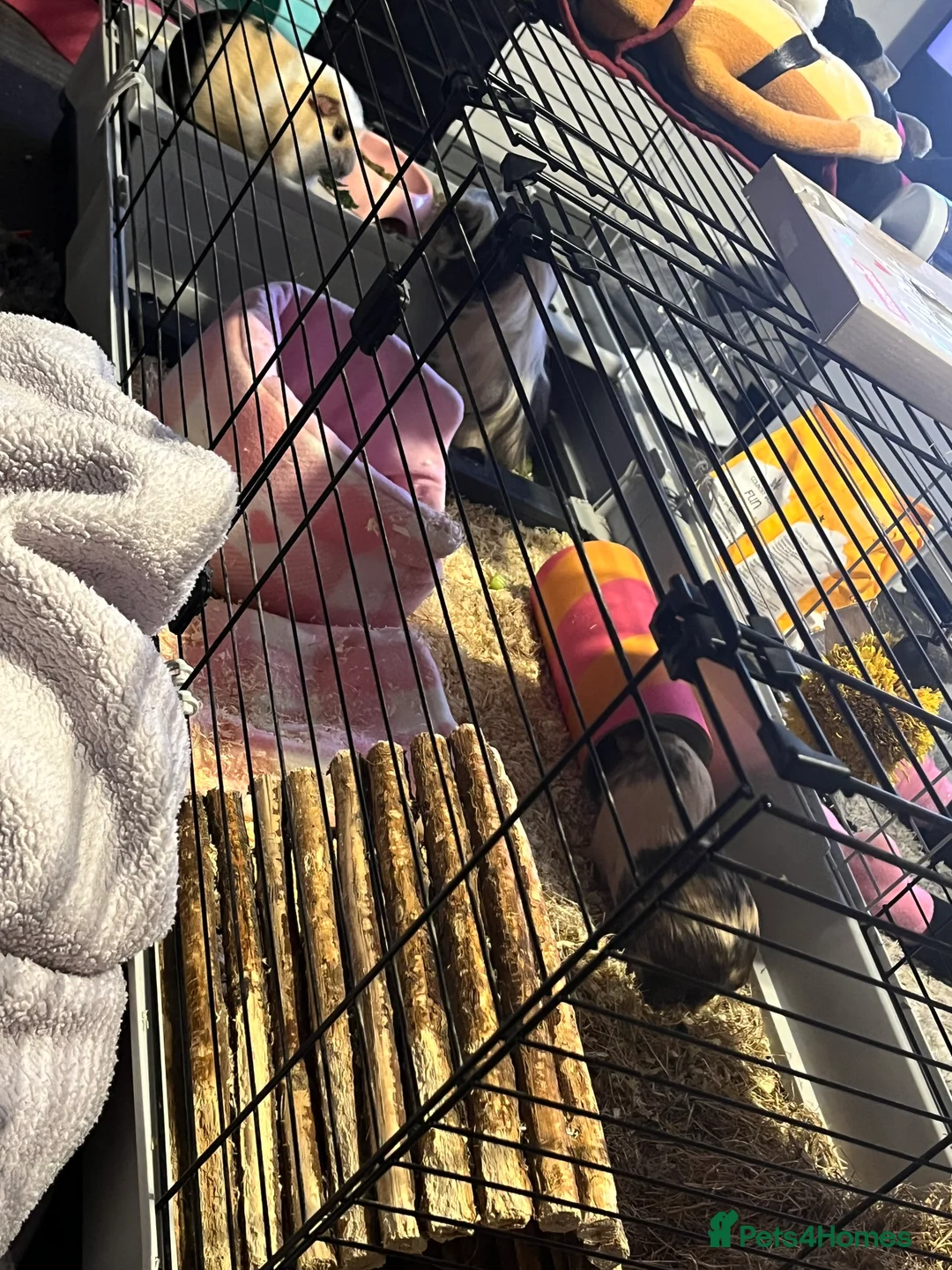 Guinea Pig rodents for sale: 3 female guinea pigs - Advert 2