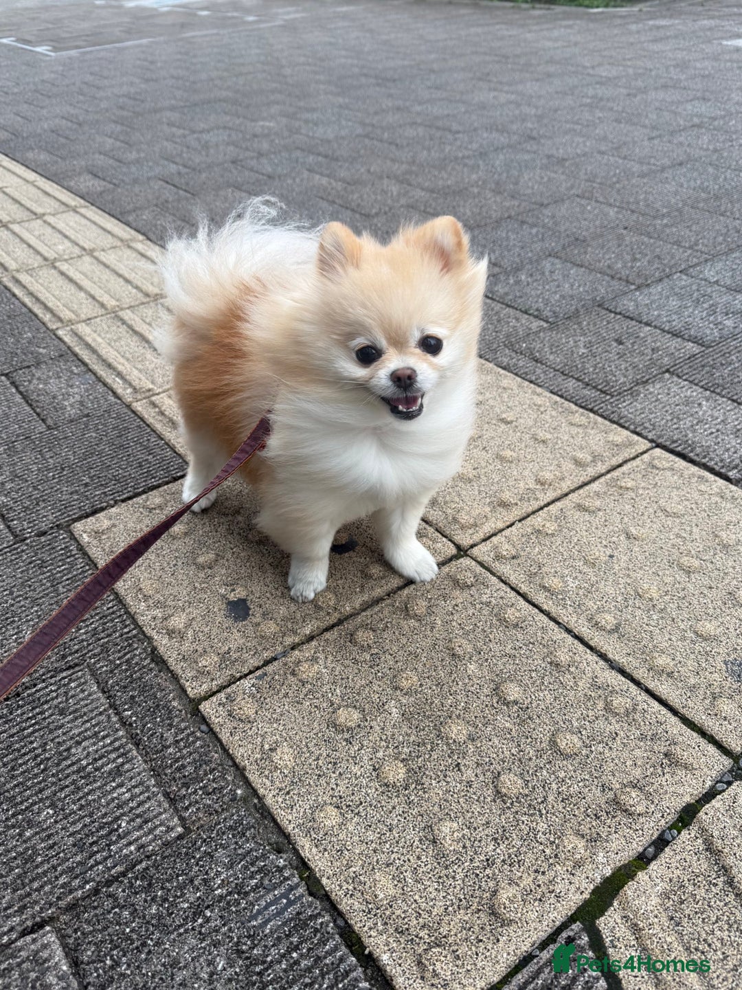 Pomeranian dogs for sale: Gorgeous mini Pom girl - Advert 4