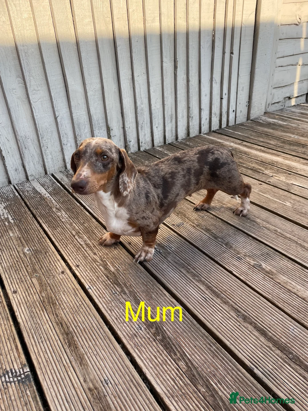 Miniature Dachshund dogs for sale: Miniature dapple piebald puppies - Advert 2