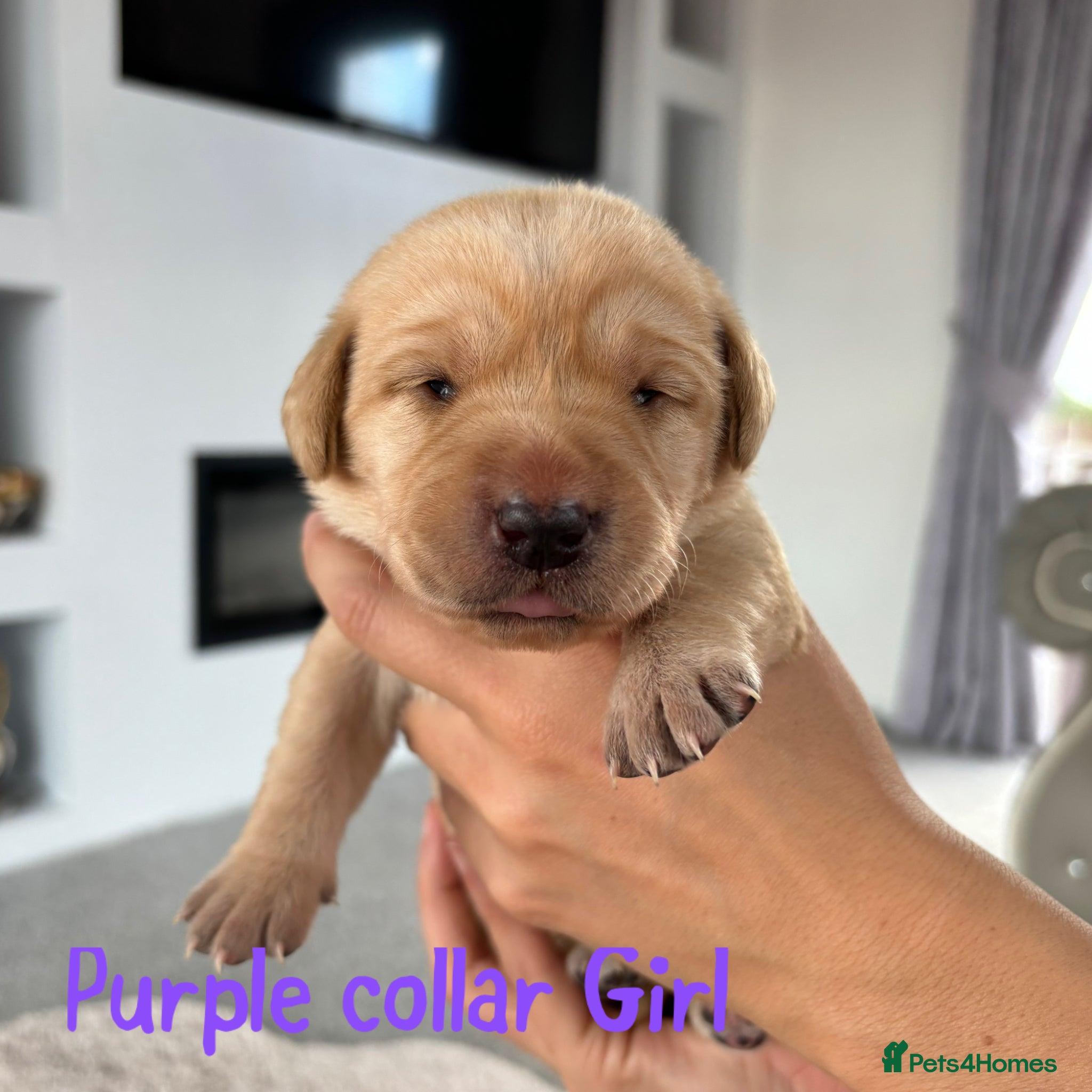 Purple collar girl 