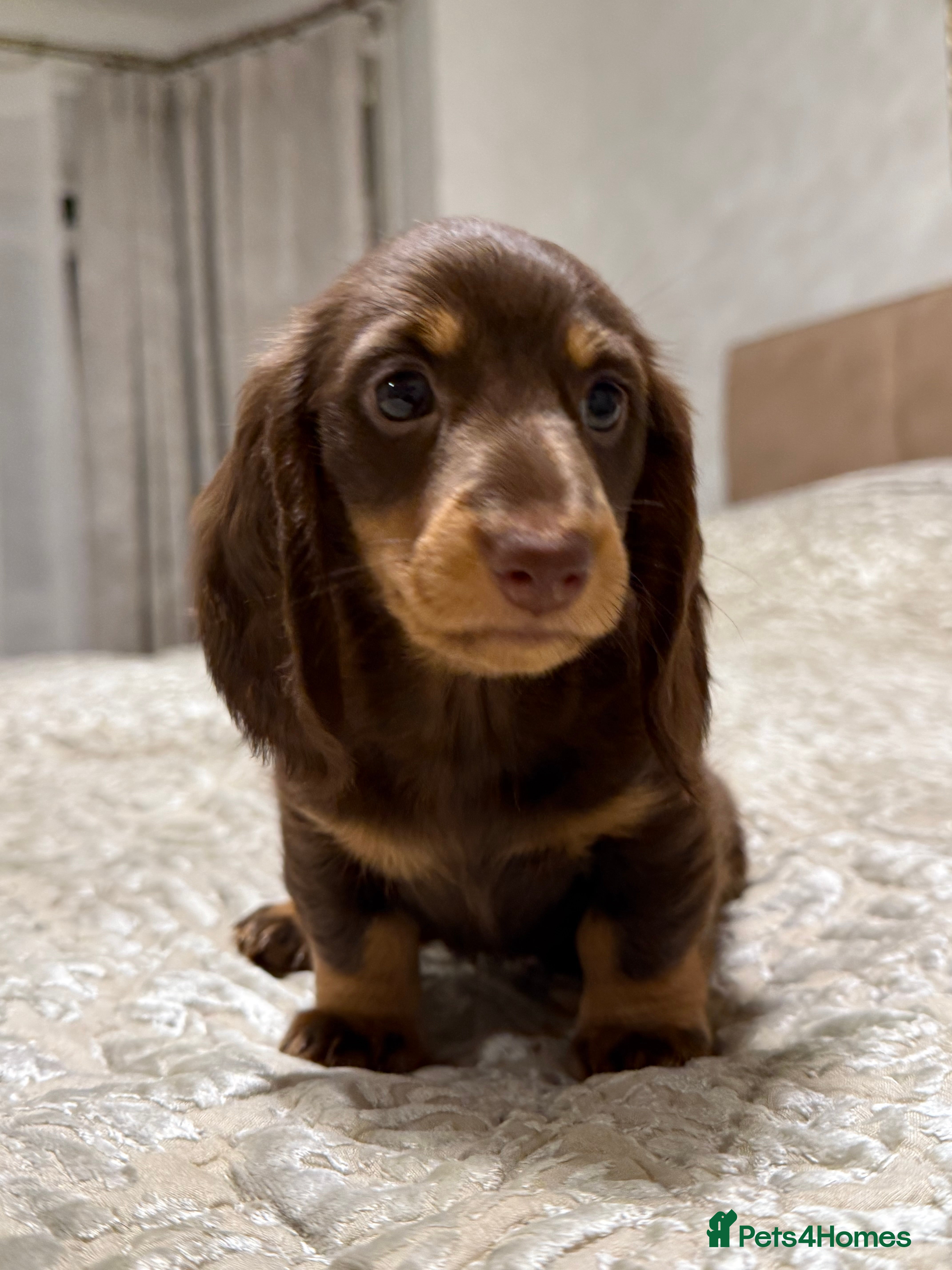 Miniature Dachshund dogs Miniature Dachshund chocolate and Tan long-hair - Advert 16