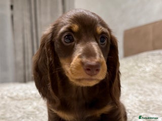 Miniature Dachshund dogs Miniature Dachshund chocolate and Tan long-hair - Advert 6