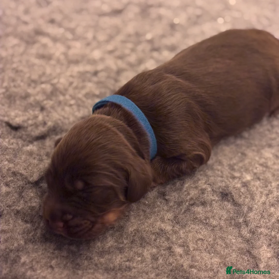 Sprocker dogs for sale: 7 Beautiful Sprocker Spaniel Puppies - Advert 2