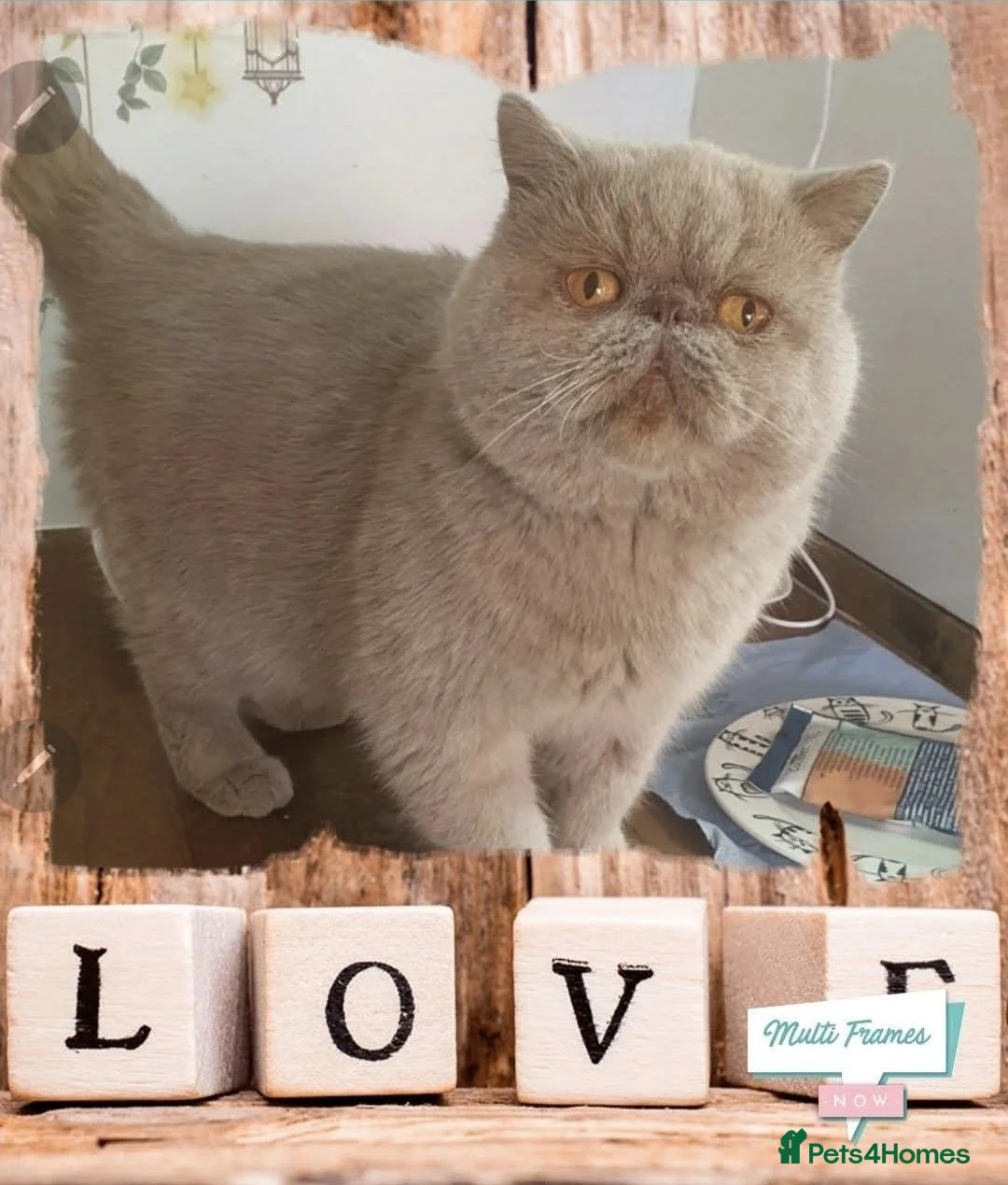 Exotic cats for sale:  💙 Chunky Gccf registered boys 💙 - Advert 2