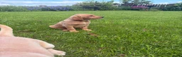 Labrador Retriever dogs for sale: KC LABRADOR PUPPIES - Advert 3