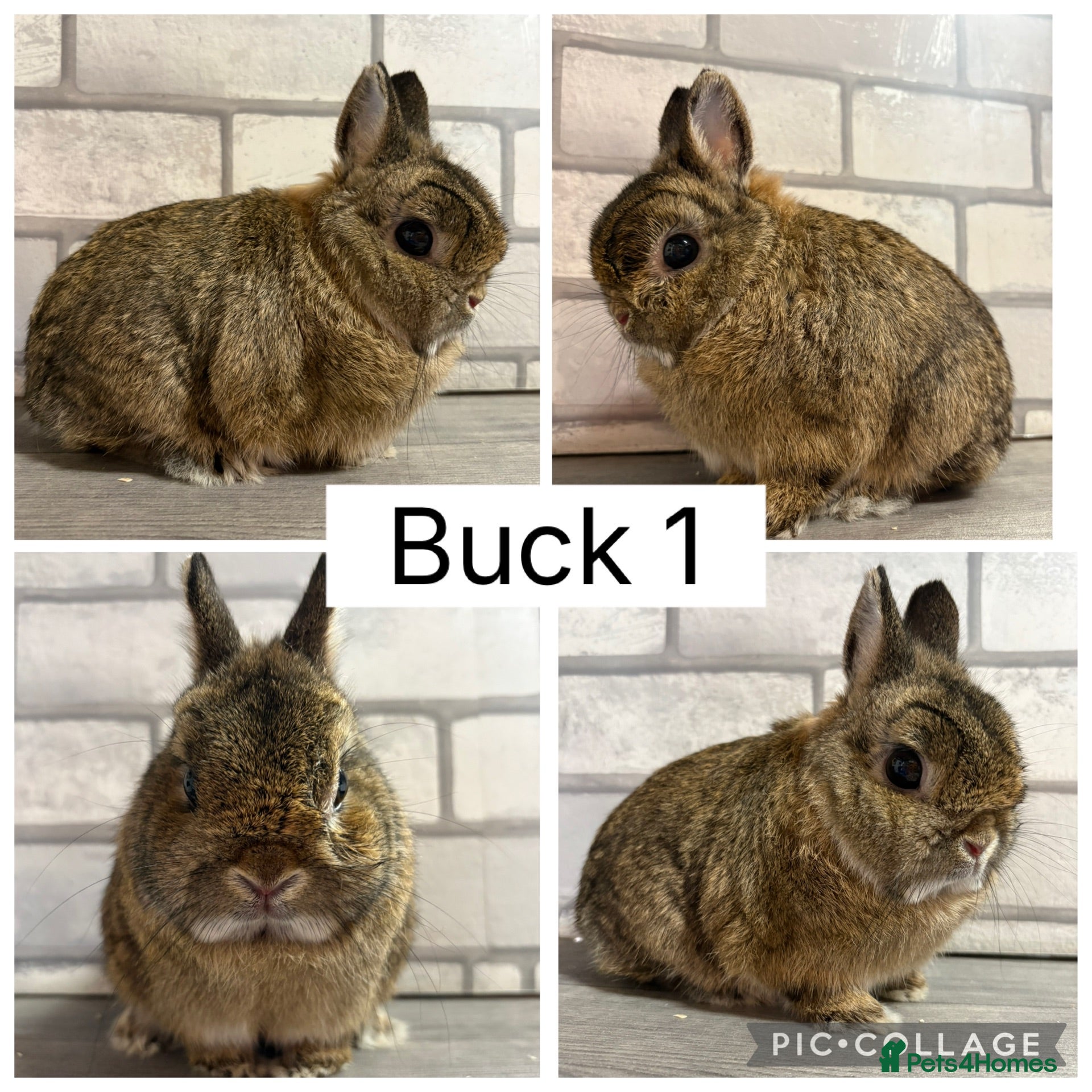 Netherland Dwarf rabbits Netherland Dwarf Adults for sale  - Advert 13
