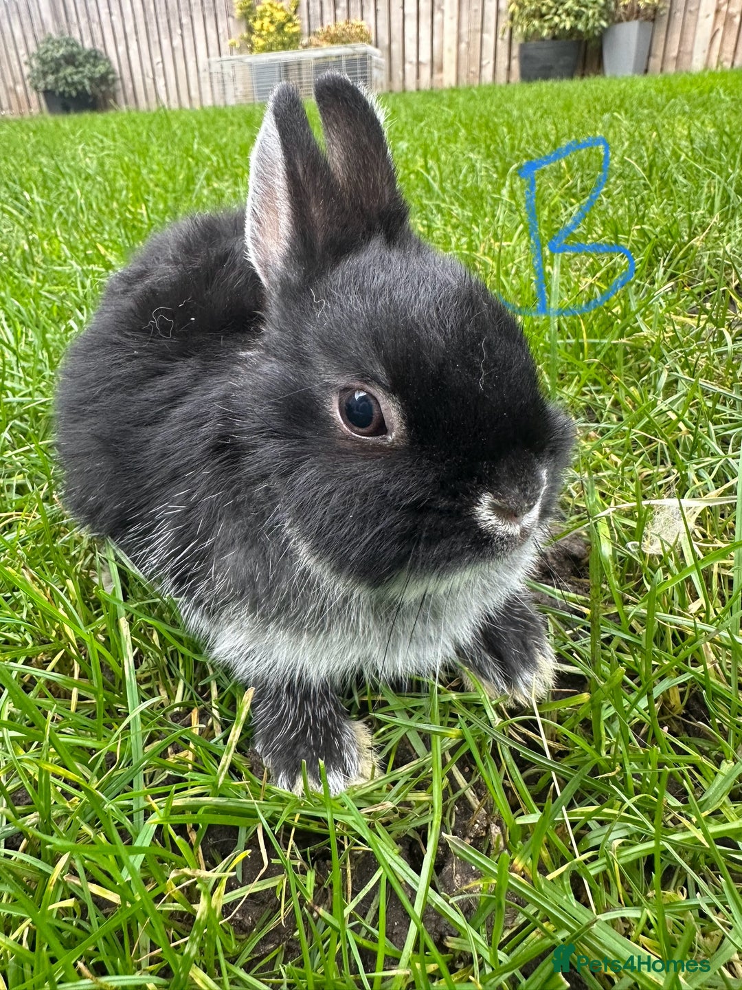 Netherland Dwarf rabbits for sale: Netherland Dwarf Rabbits For Sale  - Advert 4