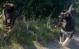German Shepherd dogs for sale: Ready to go German Shepherd Alsatian puppies - Image 6