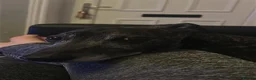 Mixed Breed dogs for sale: Male Greyhound for adoption in Keighley - Advert 6