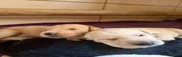 Labradoodle dogs for sale: Fb1 labradoodle puppies  - Advert 3