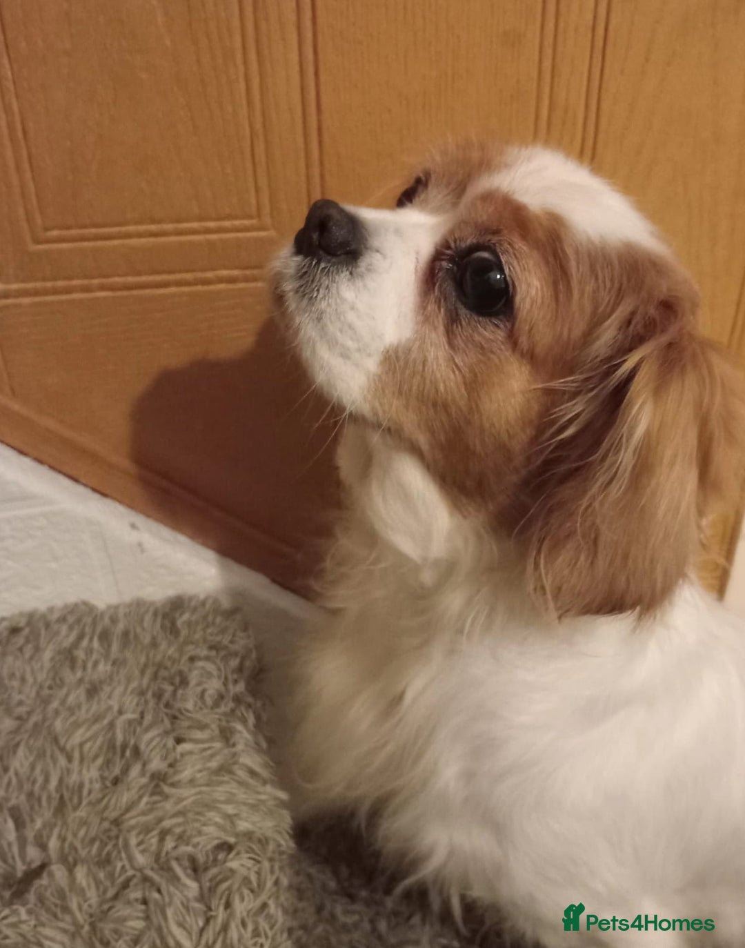 Cavalier King Charles Spaniel dogs for sale: Cavalier king charles female  - Advert 3