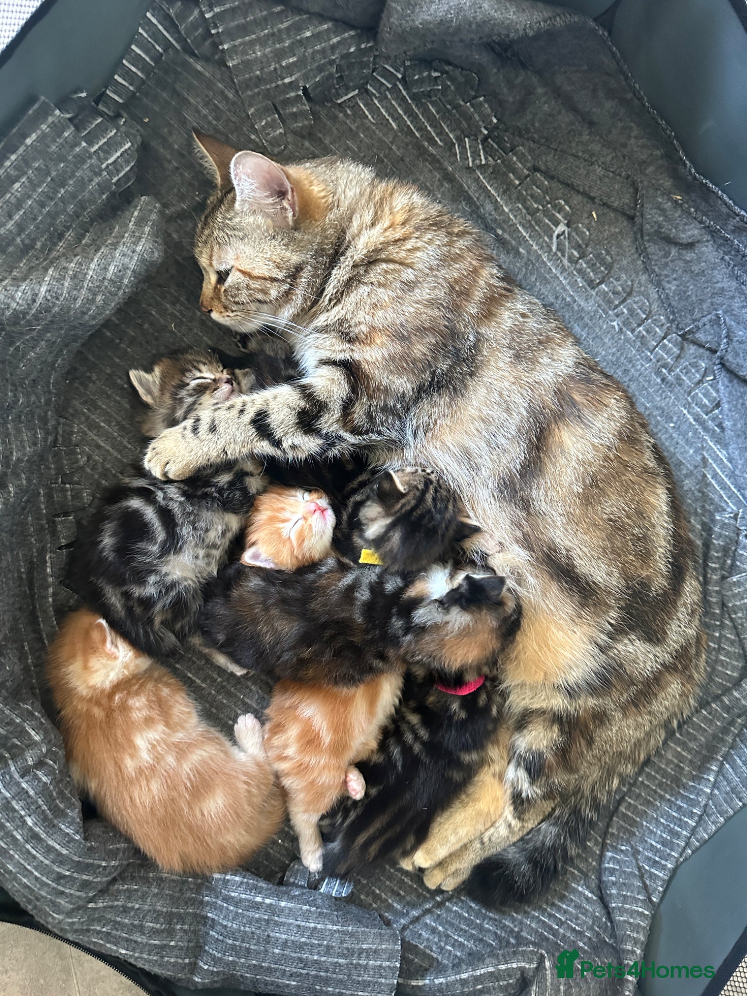 Bengal cats Maine Coon and Bengal cross kittens - Advert 2