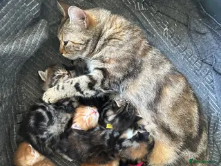 Bengal cats Maine Coon and Bengal cross kittens - Advert 2