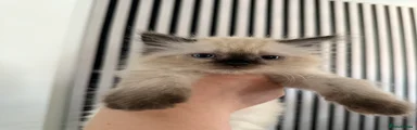 Friendly kittens 