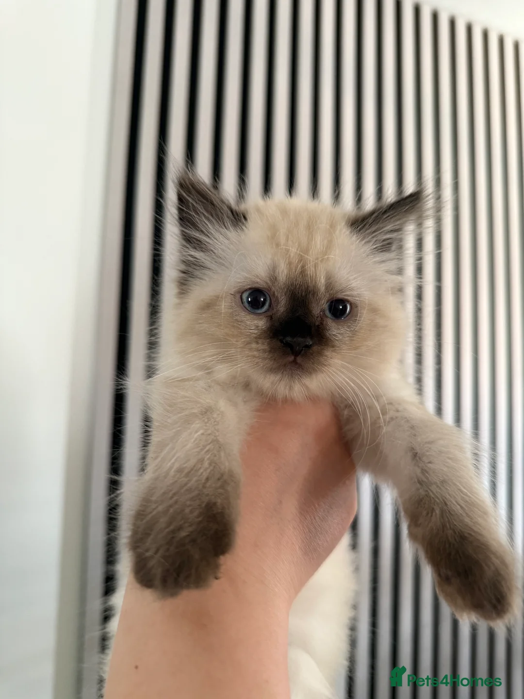 Mixed Breed cats for sale: Persian cross Birman Cat  in Doncaster - Advert 29