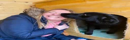 Mixed Breed dogs for adoption: Daphnee - Advert 13