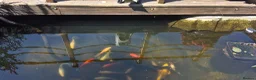 Koi Carp fish for sale: Pond clearance in Horncastle - Advert 3